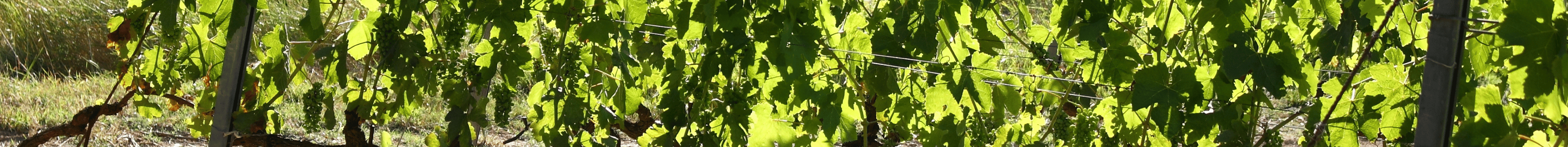 Objets du vin